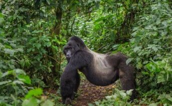 Gorilas en Rwanda