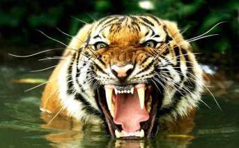 En Búsqueda del Tigre de Bengala